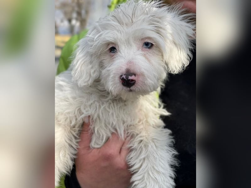 Elli, geb. ca. 08/2025, lebt in GRIECHENLAND, im städt. Tierheim Serres