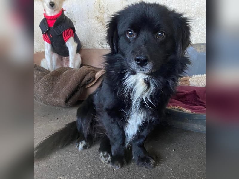 Mochi, geb. ca. 01/2024, lebt in GRIECHENLAND, auf einer privaten Pflegestelle