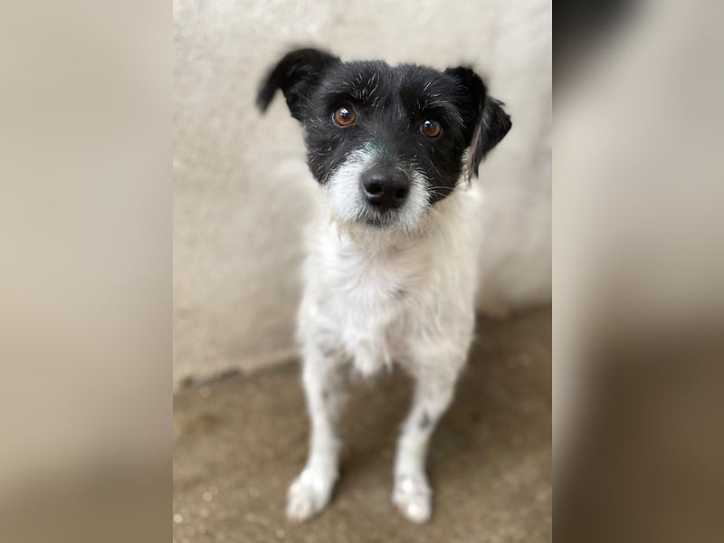 Tarus, geb. ca. 11/2024, lebt in GRIECHENLAND, im städt. Tierheim Serres