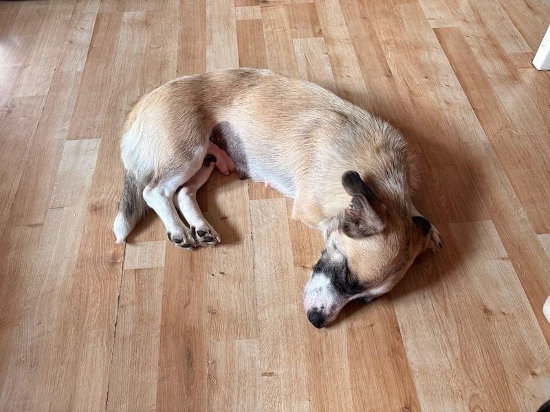 Mirabelle, geb. ca. 06/2025, lebt auf einer Pflegestelle in 95168 Marktleuthen, Vermittlungshilfe