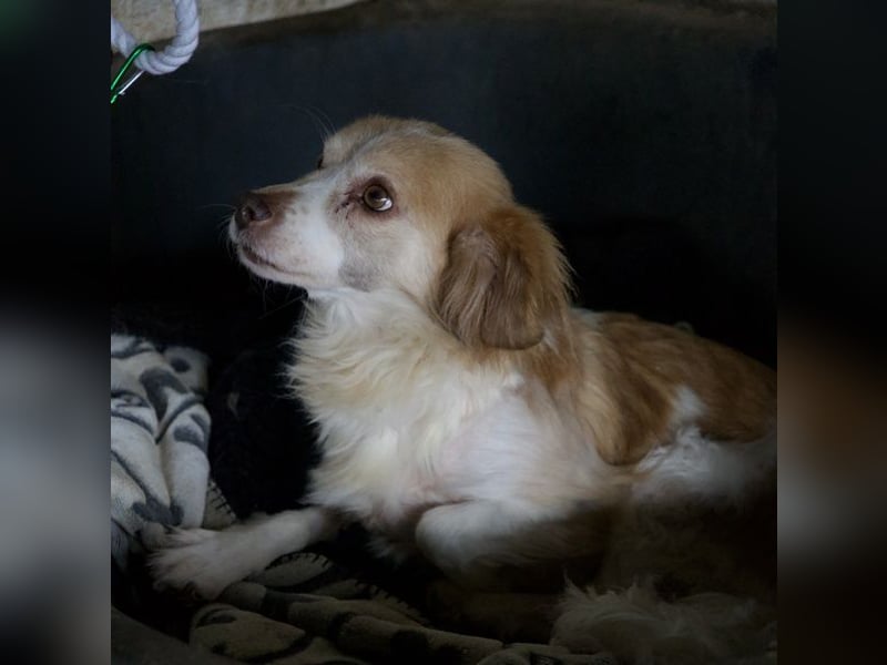 Milona, geb. ca. 10/2020, lebt in GRIECHENLAND, auf einer privaten Pflegestelle