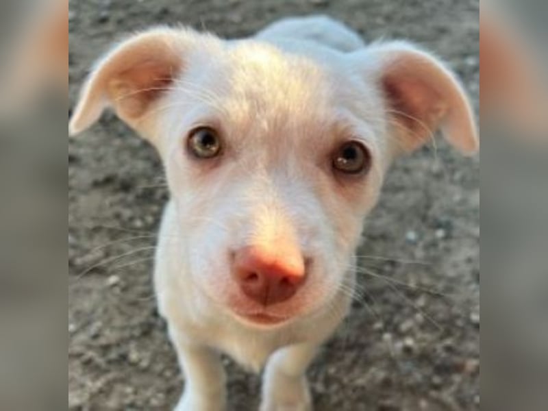 Kiona, geb. ca. 08/2025, lebt in GRIECHENLAND, auf einer privaten Pflegestelle