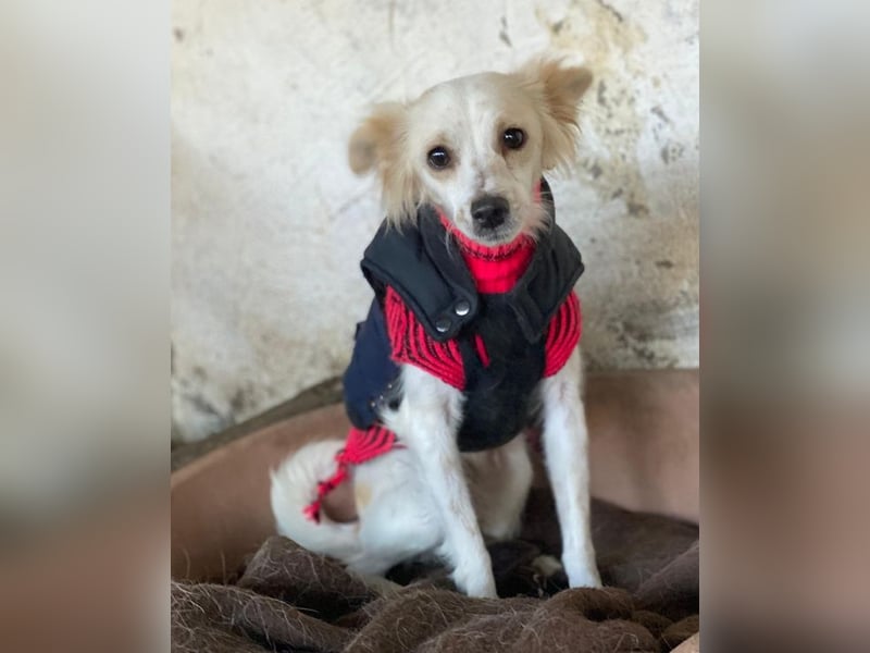 Isara, geb. ca. 07/2024, lebt in GRIECHENLAND, auf einer privaten Pflegestelle