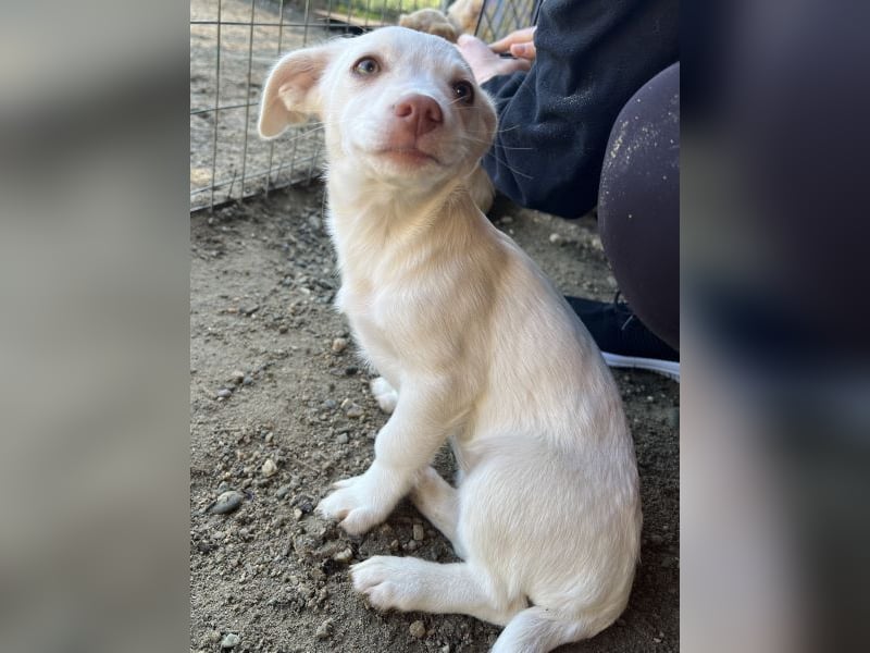 Kiona, geb. ca. 08/2025, lebt in GRIECHENLAND, auf einer privaten Pflegestelle