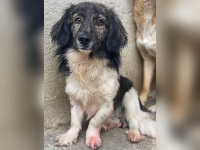 Achilles, geb. ca. 04/2025, lebt in GRIECHENLAND, im städt. Tierheim Serres