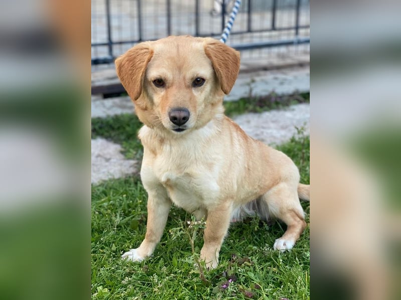 Flora, geb. ca. 03/2024, lebt in GRIECHENLAND, im städt. Tierheim Serres