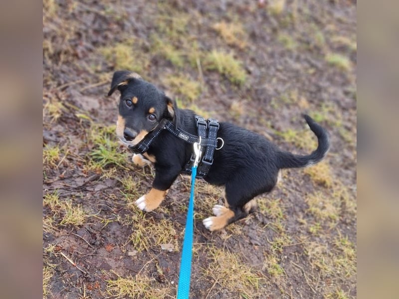 Tinos, geb. ca. 10/2025, lebt bei einer Familie in 12355 Berlin, Vermittlungshilfe