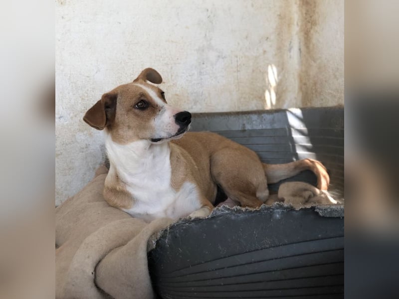 Ida, geb. ca. 05/2021, lebt in GRIECHENLAND, auf einer privaten Pflegestelle