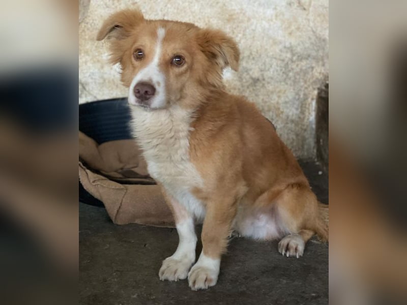 Novalis, geb. ca. 07/2023, lebt in GRIECHENLAND, auf einer privaten Pflegestelle