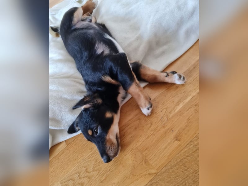 Tinos, geb. ca. 10/2025, lebt bei einer Familie in 12355 Berlin, Vermittlungshilfe