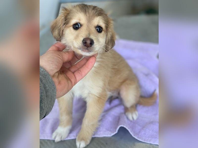 Biscotti, geb. ca. 10/2025, lebt in GRIECHENLAND, im städt. Tierheim Serres