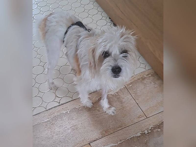 Eko, geb. ca. 11/2021, lebt auf einer Pflegestelle in 54647 Dudeldorf