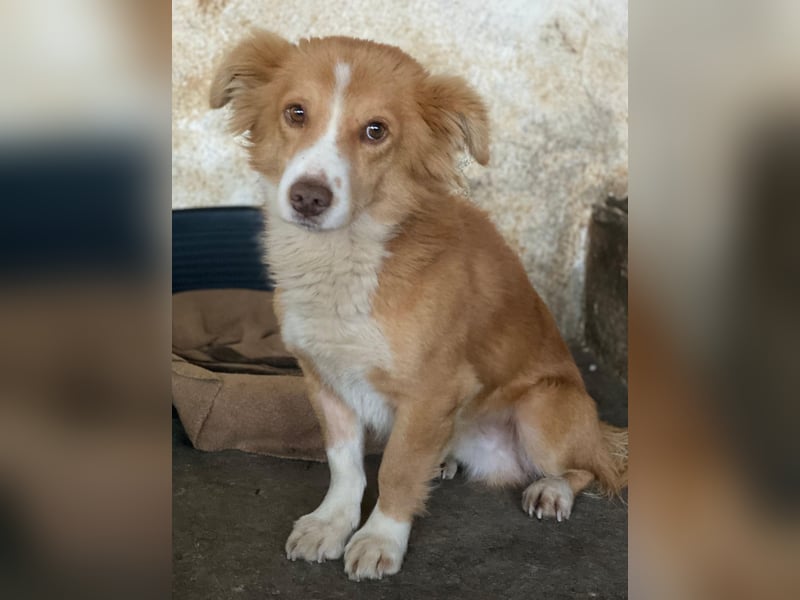 Novalis, geb. ca. 07/2023, lebt in GRIECHENLAND, auf einer privaten Pflegestelle