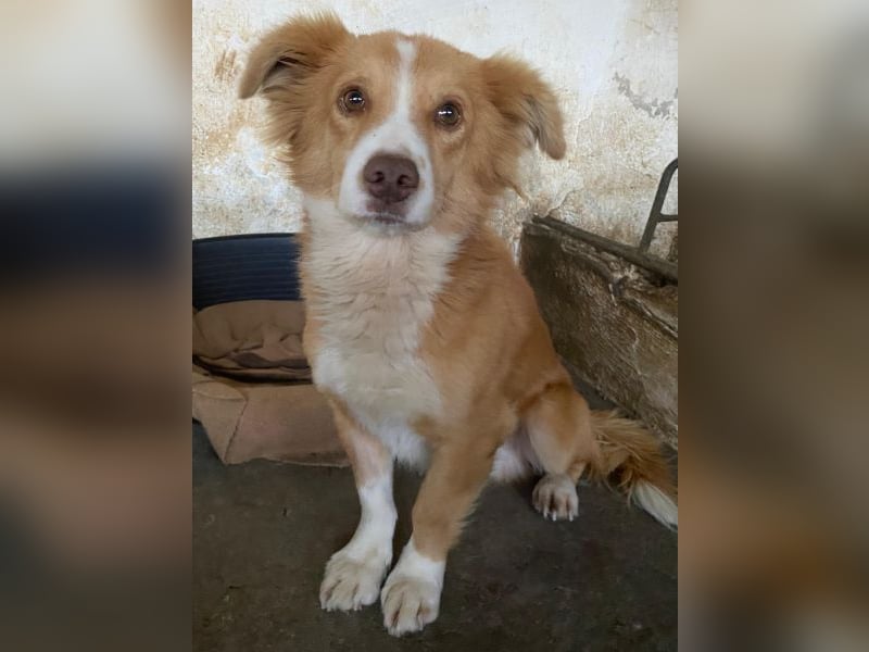 Novalis, geb. ca. 07/2023, lebt in GRIECHENLAND, auf einer privaten Pflegestelle