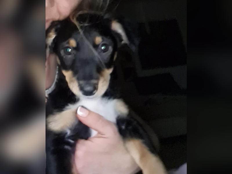 Tinos, geb. ca. 10/2025, lebt bei einer Familie in 12355 Berlin, Vermittlungshilfe