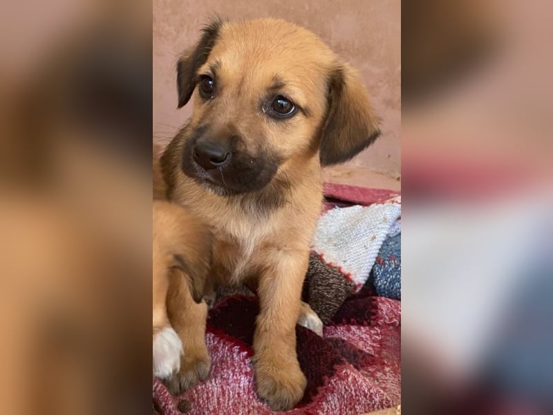 Monica, geb. ca. 11/2025, lebt in GRIECHENLAND, im städt. Tierheim Serres