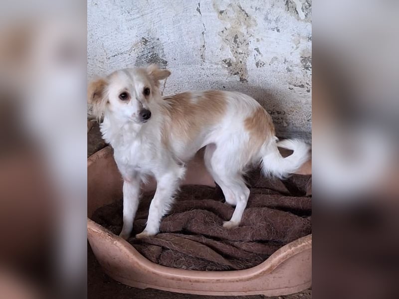 Isara, geb. ca. 07/2024, lebt in GRIECHENLAND, auf einer privaten Pflegestelle