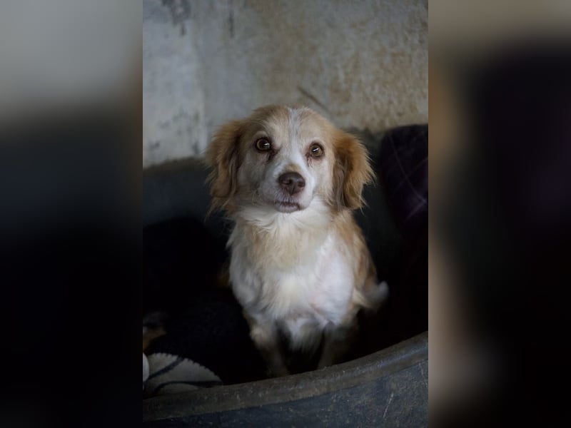 Milona, geb. ca. 10/2020, lebt in GRIECHENLAND, auf einer privaten Pflegestelle