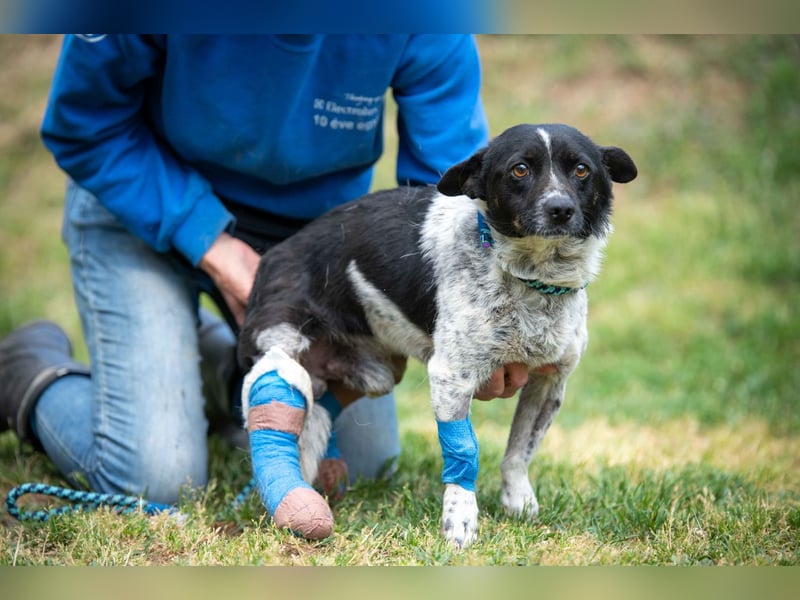 Mikko