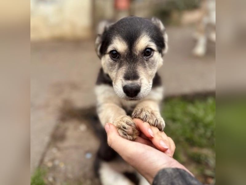 Kuschelmaus Toni sucht Kuschelpartner