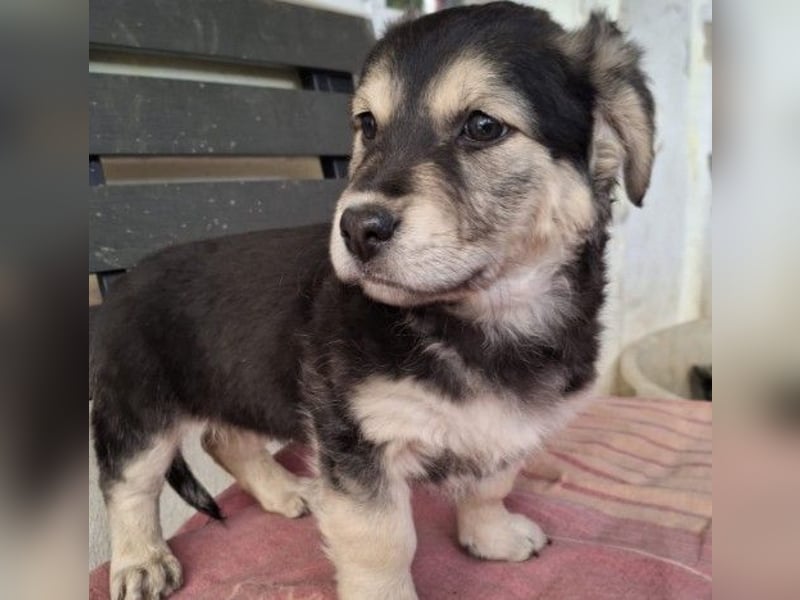 Kuschelmaus Toni sucht Kuschelpartner