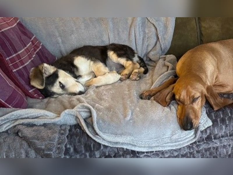 Kuschelmaus Toni sucht Kuschelpartner