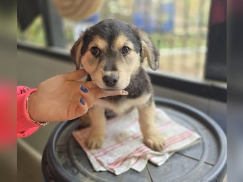 Kuschelmaus Toni sucht Kuschelpartner