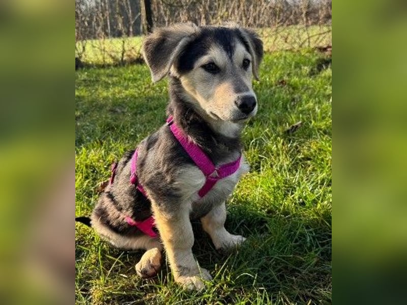 Kuschelmaus Toni sucht Kuschelpartner