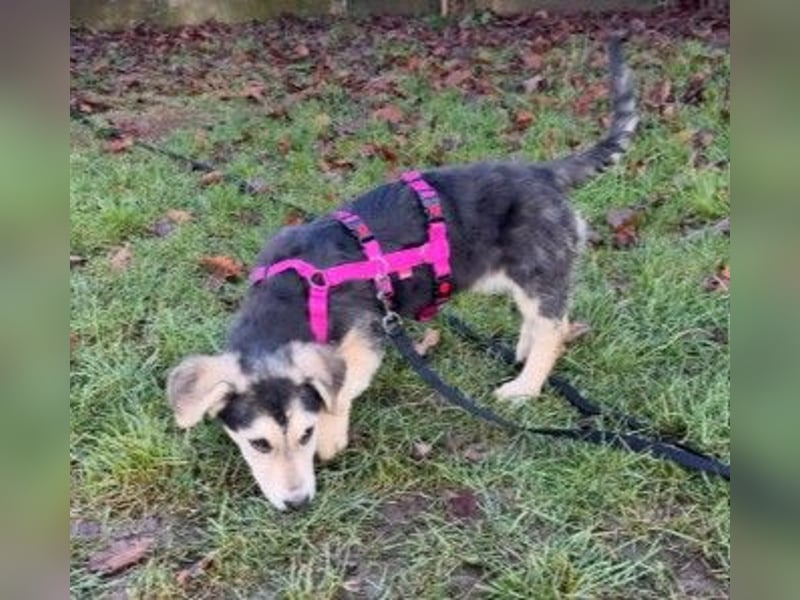 Kuschelmaus Toni sucht Kuschelpartner