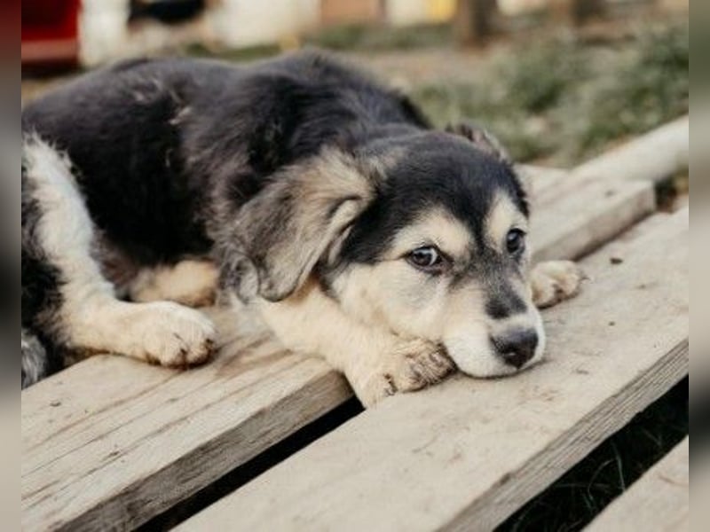 Kuschelmaus Toni sucht Kuschelpartner