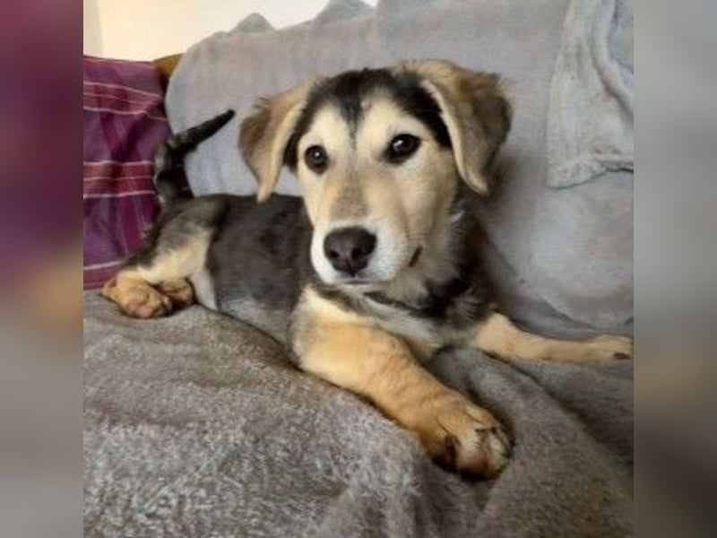 Kuschelmaus Toni sucht Kuschelpartner