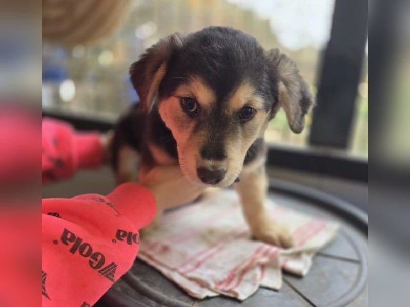 Kuschelmaus Toni sucht Kuschelpartner