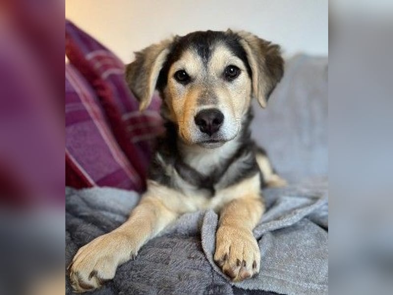 Kuschelmaus Toni sucht Kuschelpartner