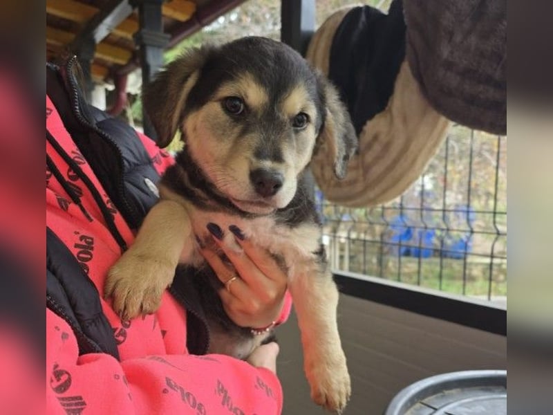 Kuschelmaus Toni sucht Kuschelpartner