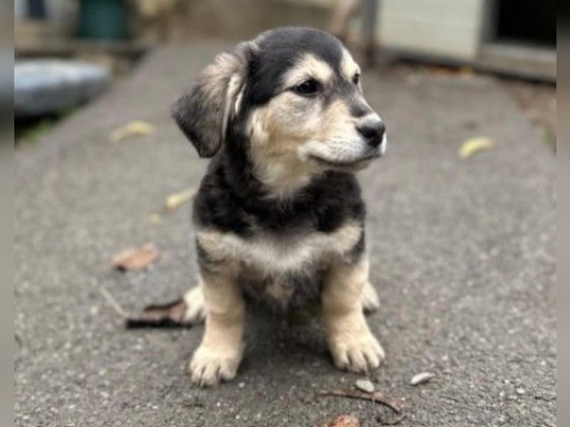 Kuschelmaus Toni sucht Kuschelpartner