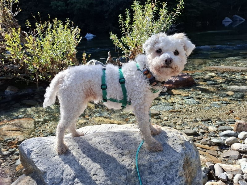 LEXY sucht ein Zuhause LEXY sucht ein Zuhause