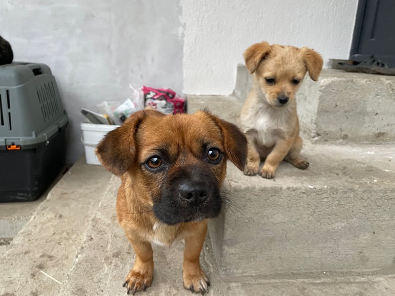 THEMBI sucht ein Zuhause