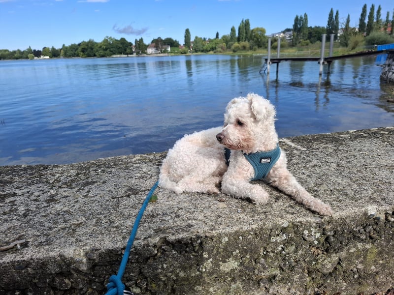 LEXY sucht ein Zuhause LEXY sucht ein Zuhause