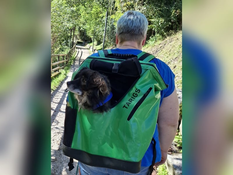 FRODO sucht ein Zuhause FRODO sucht ein Zuhause