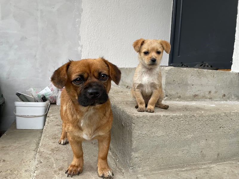 THEMBI sucht ein Zuhause