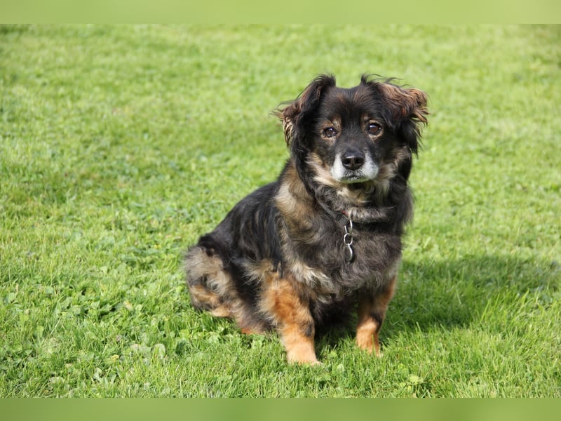 FRODO sucht ein Zuhause FRODO sucht ein Zuhause