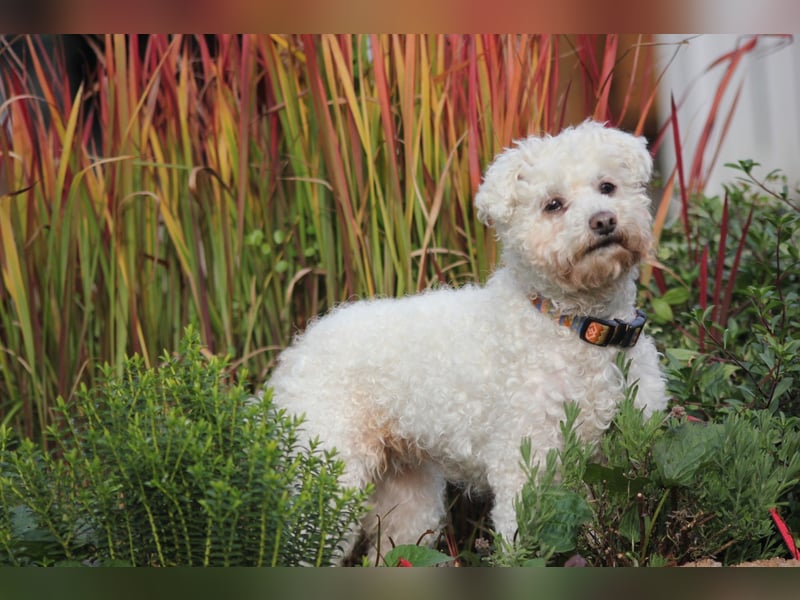 LEXY sucht ein Zuhause LEXY sucht ein Zuhause