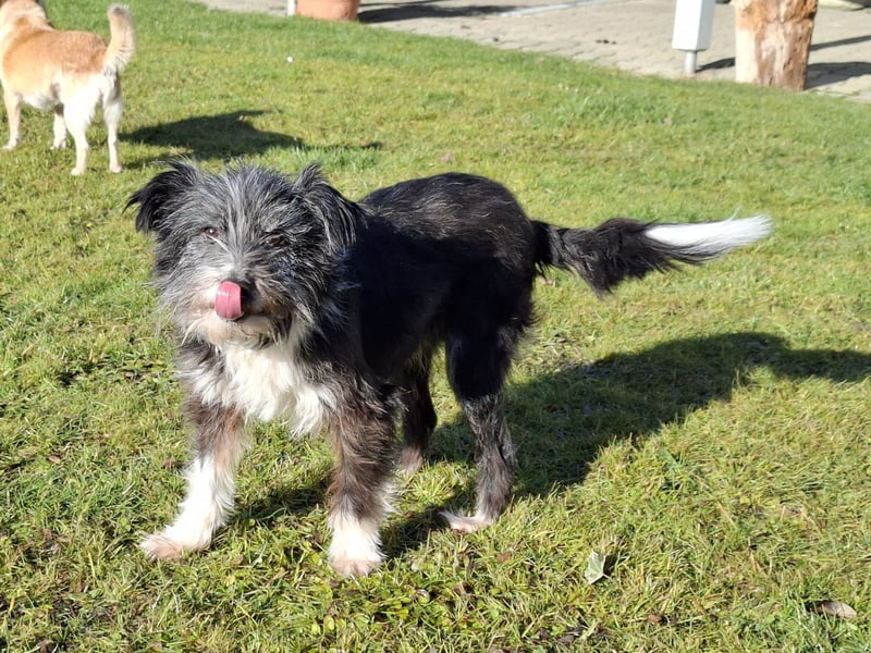 BOARU sucht ein Zuhause