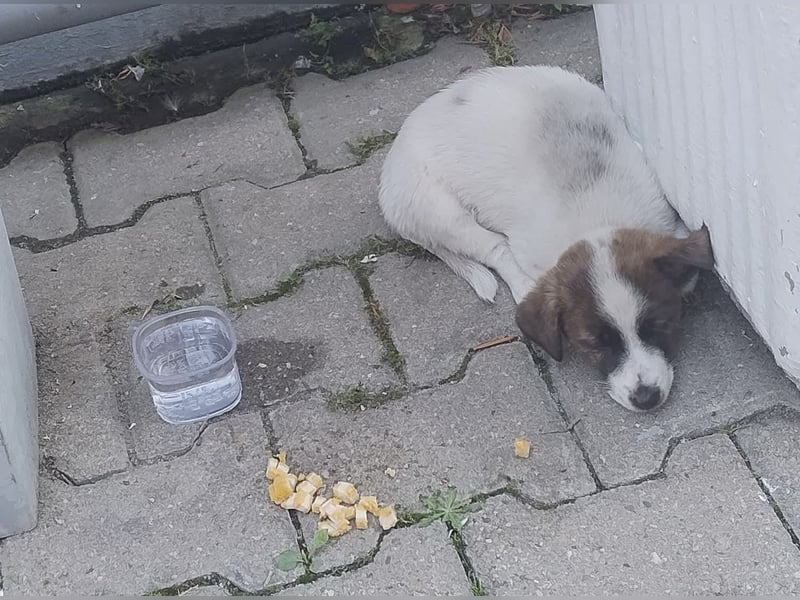 MADRI sucht ein Zuhause MADRI sucht ein Zuhause