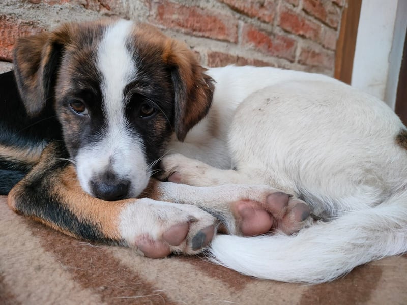 MADRI sucht ein Zuhause MADRI sucht ein Zuhause