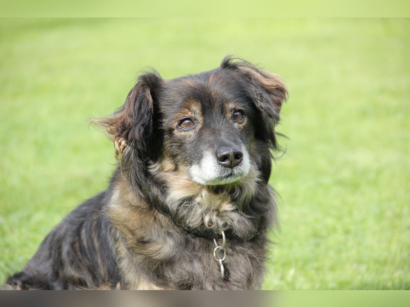 FRODO sucht ein Zuhause FRODO sucht ein Zuhause