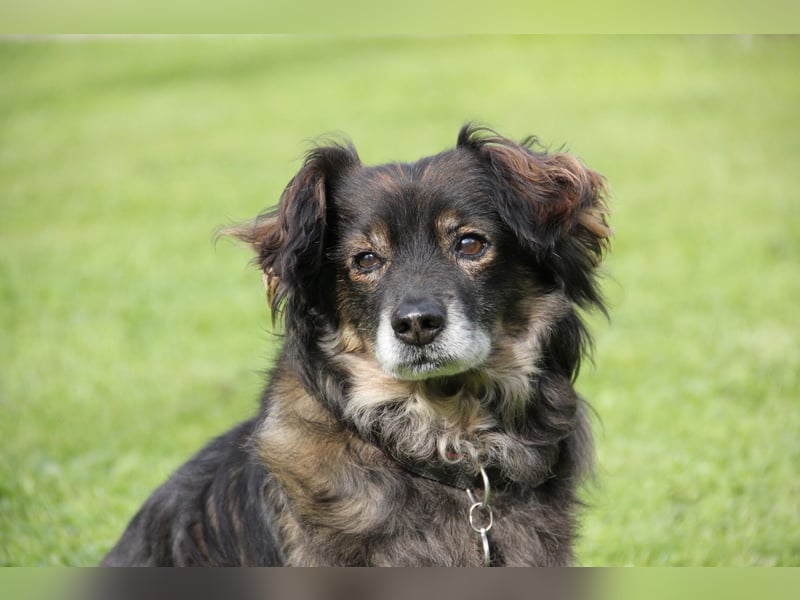 FRODO sucht ein Zuhause FRODO sucht ein Zuhause