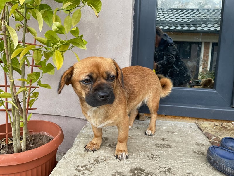 THEMBI sucht ein Zuhause