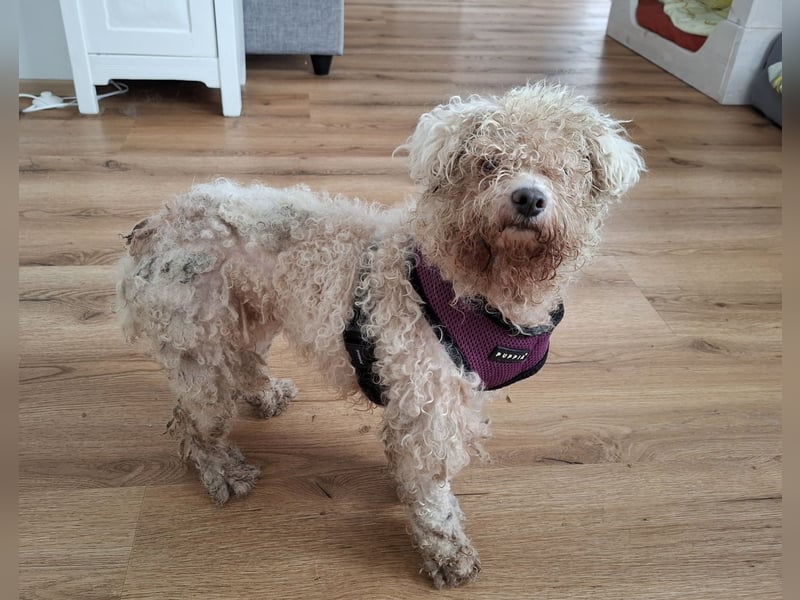 LEXY sucht ein Zuhause LEXY sucht ein Zuhause