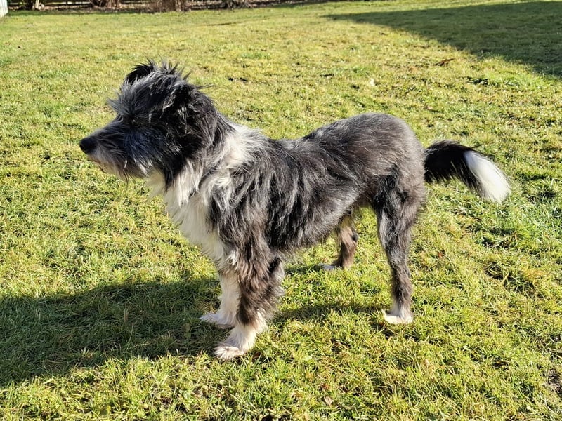 BOARU sucht ein Zuhause